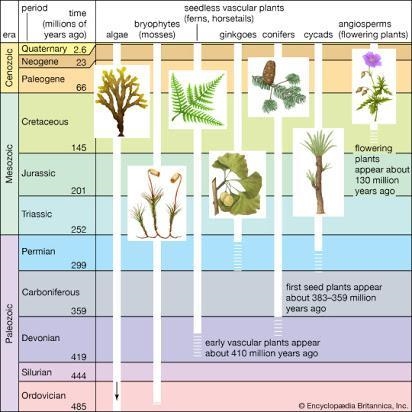 A geochronological scale measured in Millions of Years Ago or M Y A. Mesozoic era-example-2