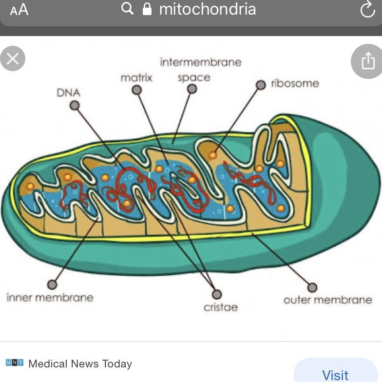 46:11 The diagram shows an animal cell. Which letter marks the location where carbon-example-1