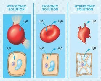 If a cell is placed in a HYPERTONIC solution, what will happen? A. The cell will lose-example-1