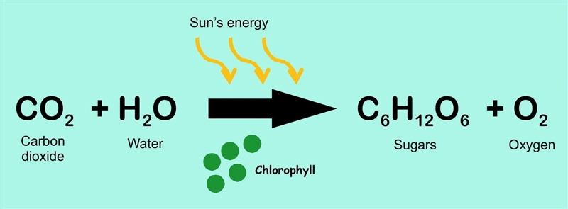 Navajo writes out the chemical equation for photosynthesis. She includes two reacting-example-1