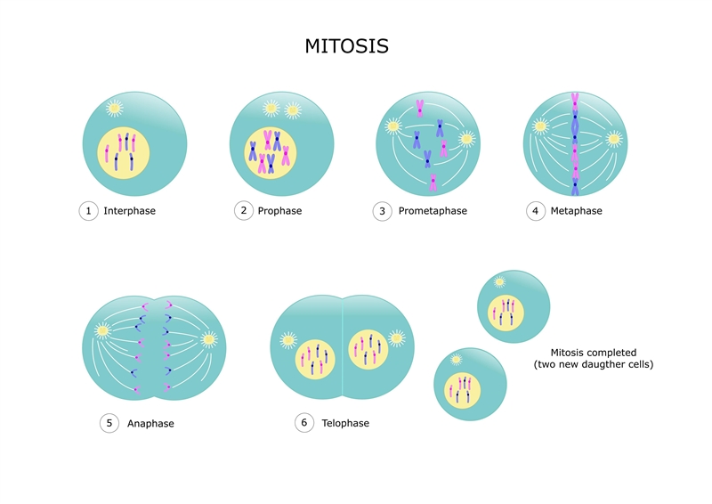 Which process represents cellular division in body cells?-example-1