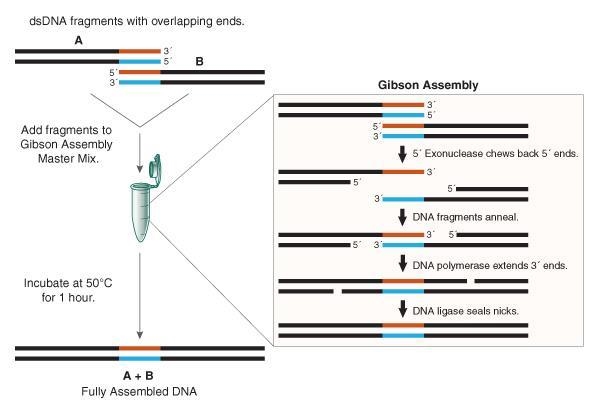 Gibson Assembly – Several enzymes are present in the Gibson assembly reaction. For-example-1