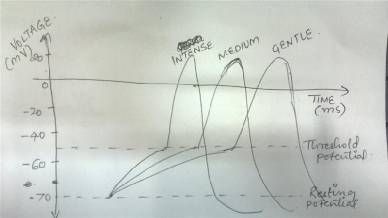 Draw the response of a touch-sensitive spinal neuron to changes in three stimuli (gentle-example-1