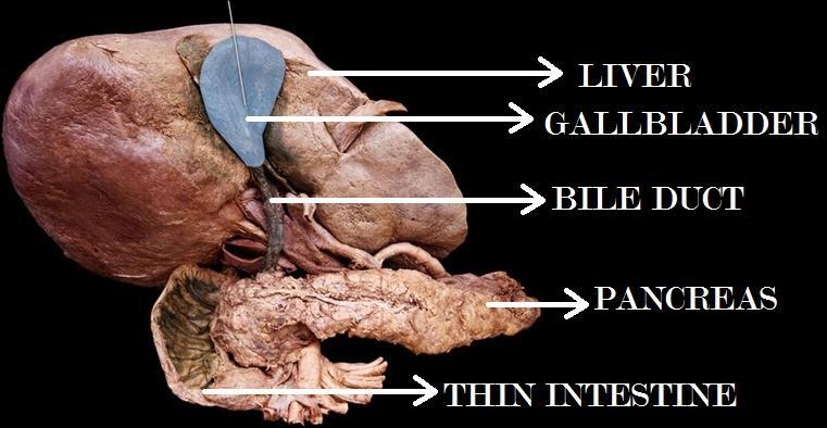 Which structure is highlighted? Which structure is highlighted? hepatic portal vein-example-1