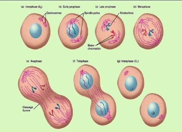 Cell cycle and cell division with diagram​-example-2