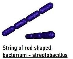 The peptidoglycan cell wall and the one or two membranes present also impart a three-example-4