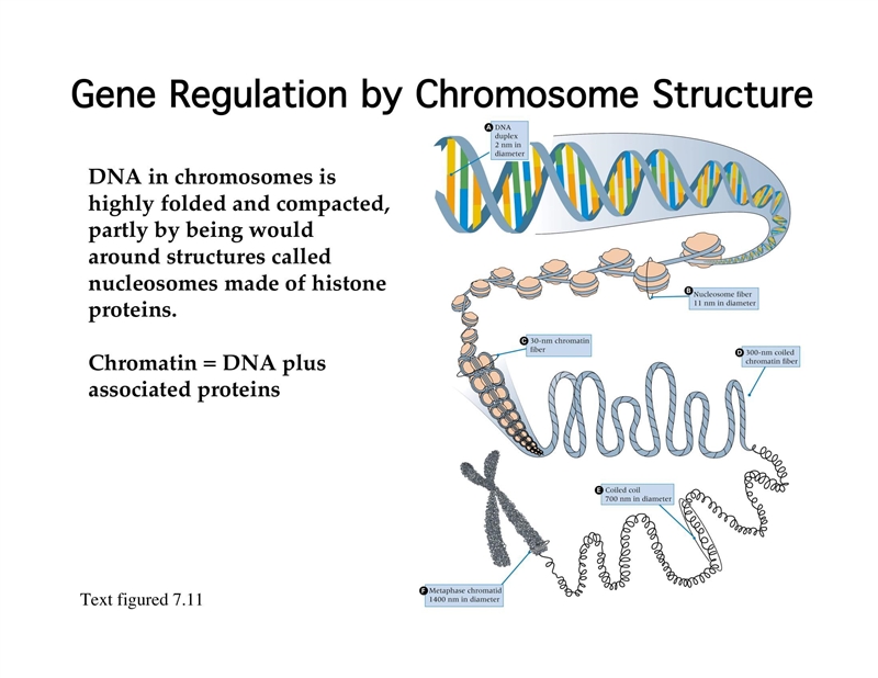 14. briefly outline why control of transcription is more complex in eukaryotes than-example-3