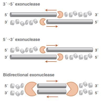 Gibson Assembly – Several enzymes are present in the Gibson assembly reaction. For-example-3