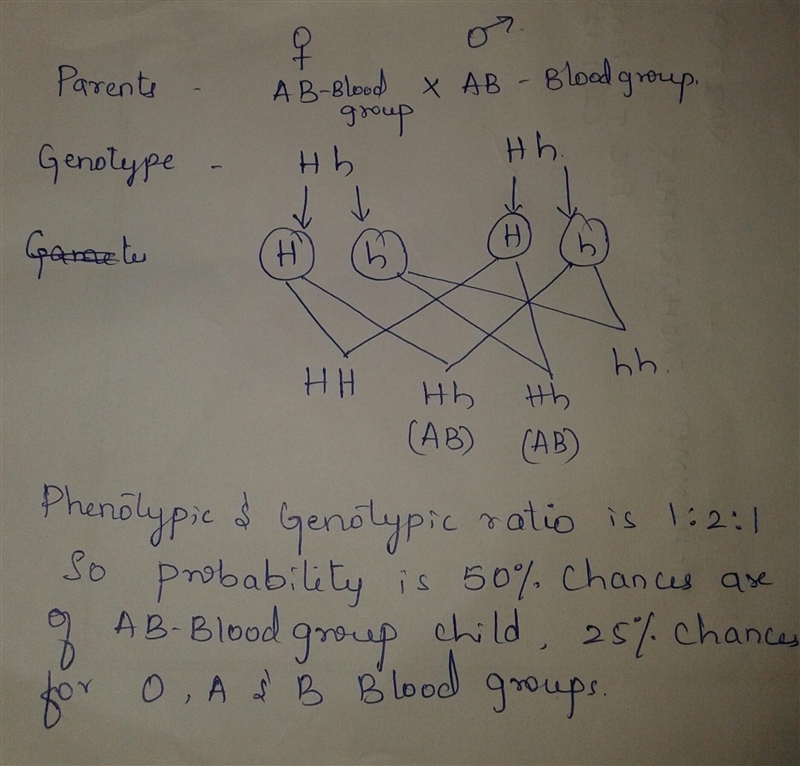 The very rare Bombay blood phenotype in humans results in blood type O because of-example-1