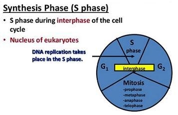 Biology In which stage of the cell cycle does dna duplicate-example-2