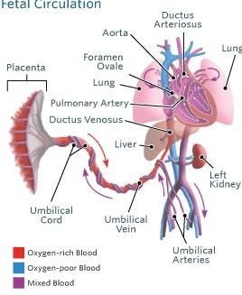 With the aid of a sketch. Describe foetal circulation ​-example-1