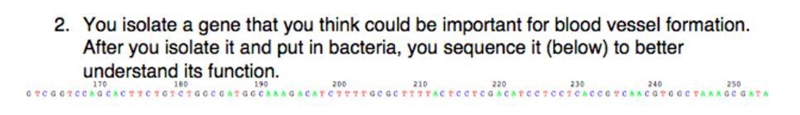 You isolate a gene that you think could be important for blood vessel formation. After-example-1