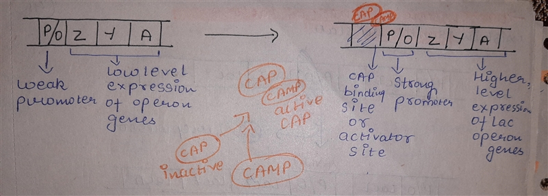 For this assignment you will complete an illustration(s) (by hand) of how the lac-example-1