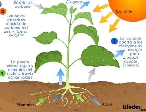 Photosynthesis has two main parts (light-independent and light dependent). Which descriptions-example-1