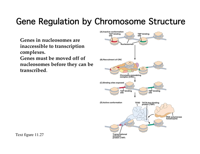 14. briefly outline why control of transcription is more complex in eukaryotes than-example-4