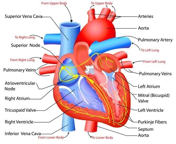 Identify the structures of the heart.-example-1