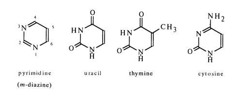 Semi-conservative, daughter molecules have 1 old and 1 new strands, phosphate, 5 carbon-example-2