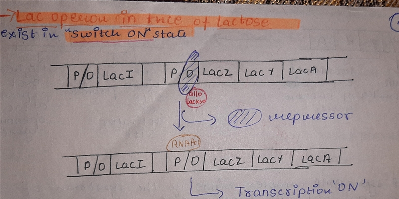 For this assignment you will complete an illustration(s) (by hand) of how the lac-example-3