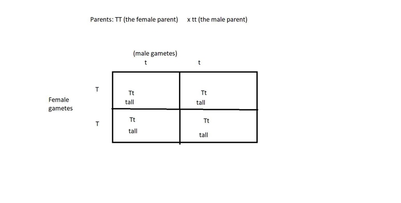 The results of a test cross of a tall tomato plant was 100% tall. Fill in the punnett-example-1