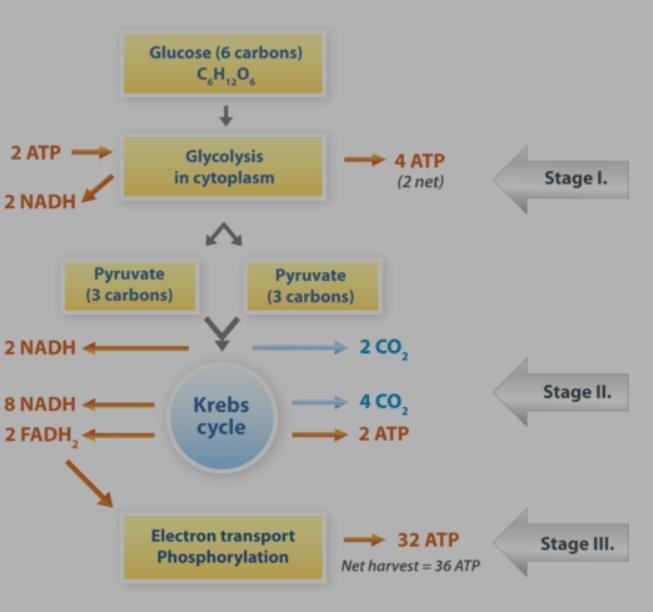 3. (04.03 MC) which description properly describes a step involved in cellular respiration-example-1