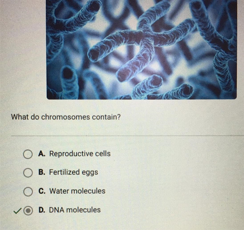 What do chromosomes contain? A. DNA molecules B. Water molecules C. Reproductive cells-example-1