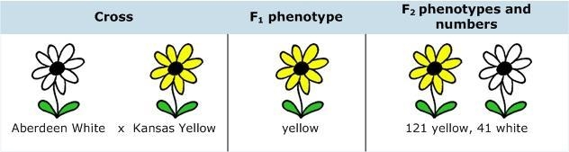 You study color variants of Arabidopsis hypotheticus, a plant with red flowers. You-example-1