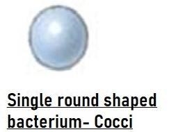 The peptidoglycan cell wall and the one or two membranes present also impart a three-example-1