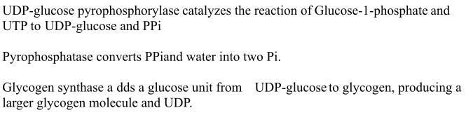 Some glucose produced by gluconeogenesis is stored in the body as glycogen. Order-example-1