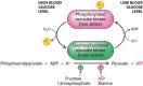 During sustained exercise, the ATP/AMP ratio in muscle cells decreases. What effect-example-2