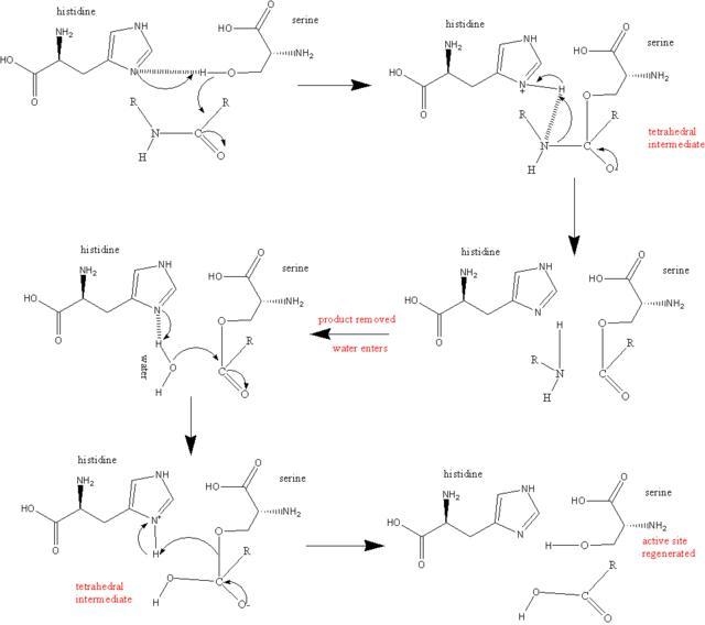 Summarize the mechanism of the mammalian serine protease. You mustsupply both words-example-1