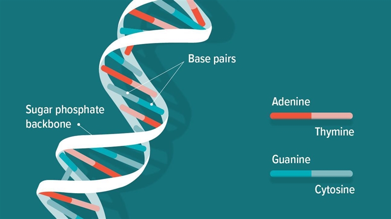 Which characteristics define or are associated with DNA?-example-2