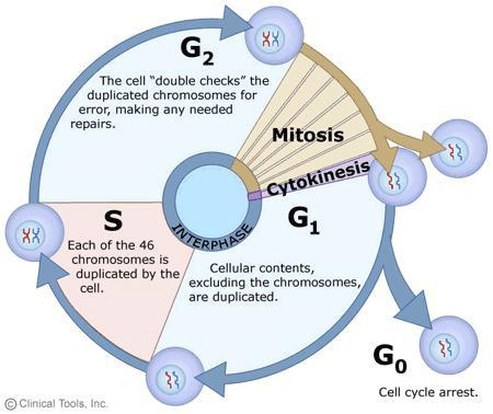 Cell cycle and cell division with diagram​-example-1