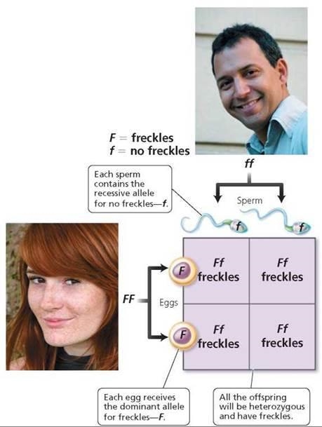 In human freckles (F) is dominant to no freckles (f) what is the probability of having-example-1