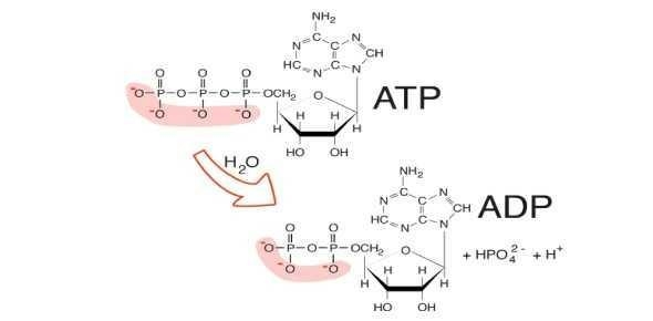 When 10,000 molecules of ATP are hydrolyzed to ADP and i in a test tube, about half-example-1