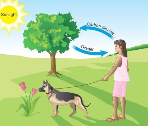 Study this image of the process of photosynthesis. What’s wrong with the image? A-example-1