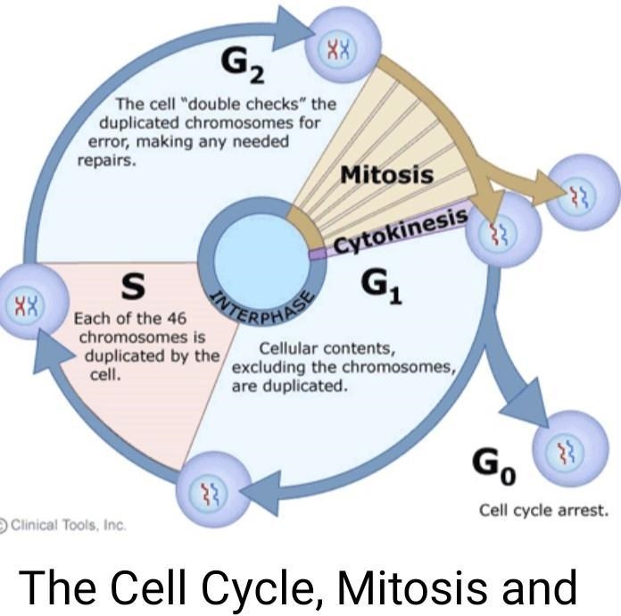 Cell cycle and cell division with diagram​-example-3