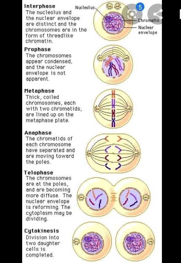 Draw and describe the process of mitosis ​-example-1