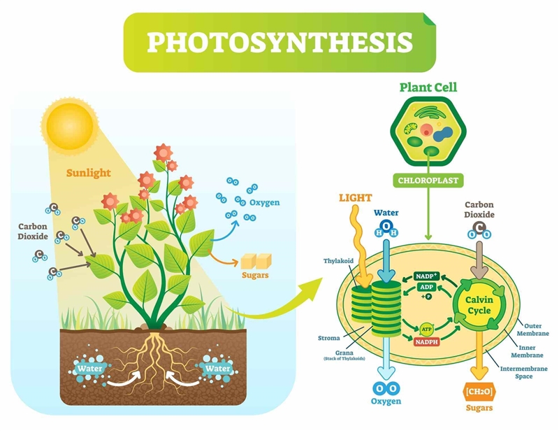 Which best lists the end products of the light-dependent reactions of photosynthesis-example-1