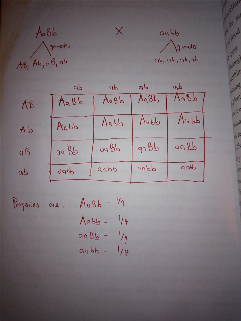 a fruit fly of genotype Aa Bb is crossed to anotehr fruit fly of genotype aa bb. the-example-1