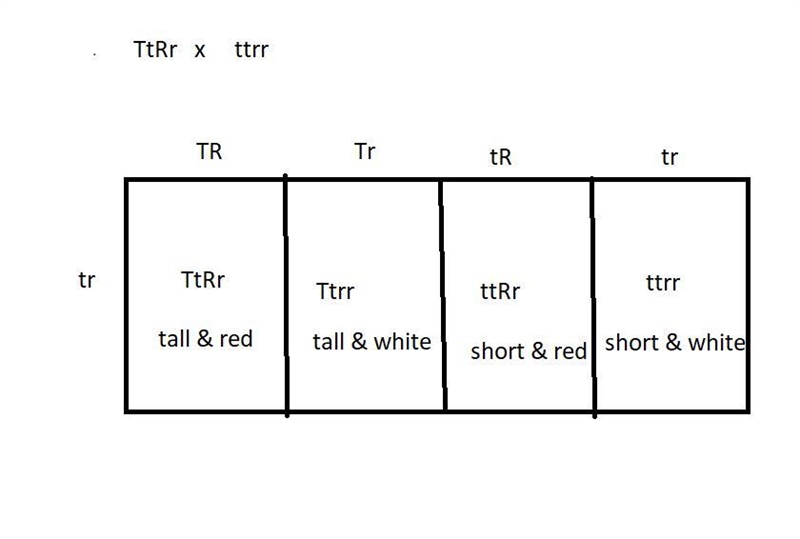 What phenotypic ratio would you expect as a result of a test cross between two individuals-example-1