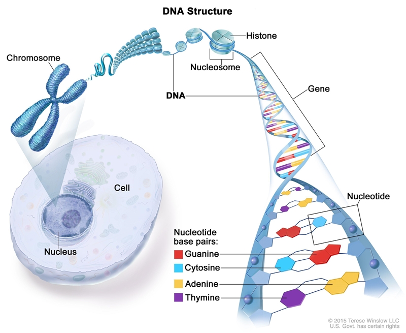 Semi-conservative, daughter molecules have 1 old and 1 new strands, phosphate, 5 carbon-example-1