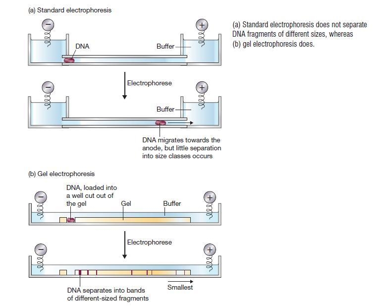 Why does DNA flow toward the positive electrode of the gel chamber?-example-1