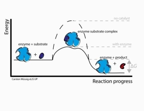 Describe the role of an enzyme. Describe how an enzyme interacts with its substrate-example-1