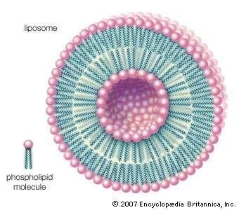 Explain the statement that Lipid are hydrophobic and hydrophylic how does this Support-example-2