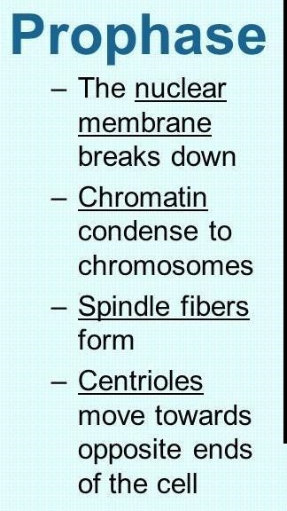 Which image represents the step in mitosis when chromosomes condense and spindle fibers-example-1