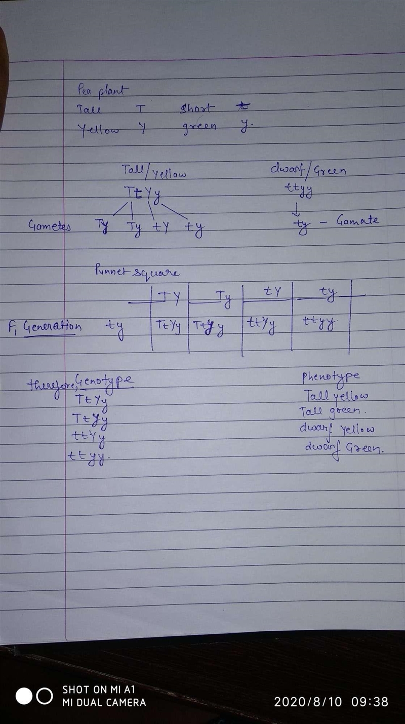 If tall is dominant over short, and yellow seed is dominant over green, how would-example-1