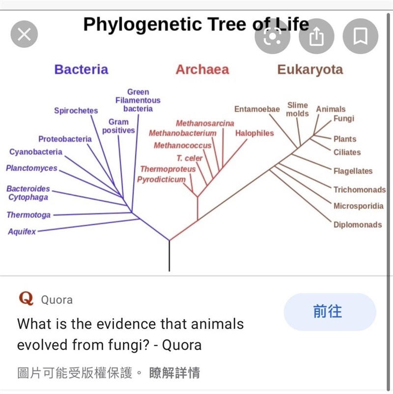 Question 8 of 10 To which kingdom did the ancestor of all fungi belong? O A. Protista-example-1