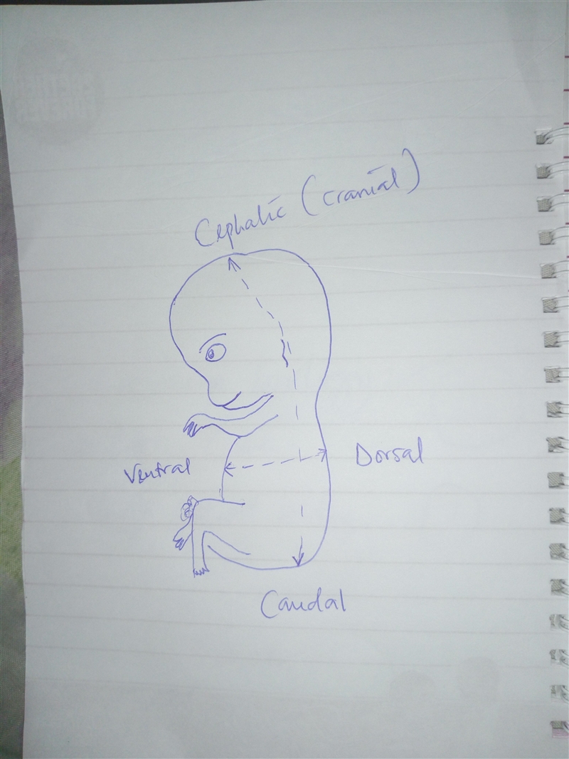 4. Quickly sketch an embryo then label and define anterior, dorsal, ventral and posterior-example-1