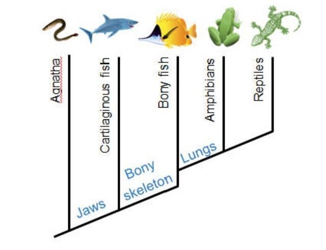 According to the cladogram, which characteristic was used to separate bony fish from-example-1