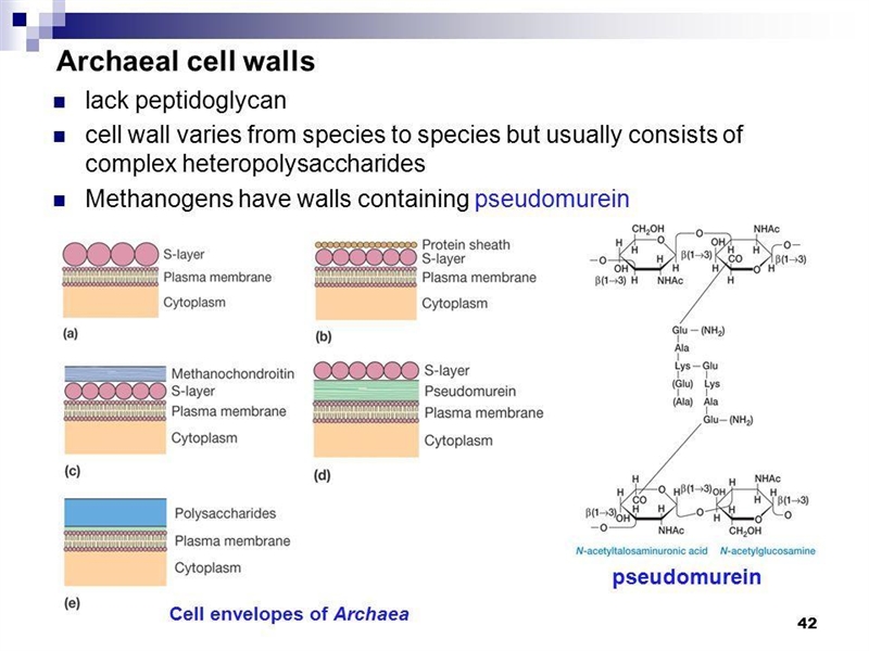 Which of the following are characteristics of archaeal cell membranes that probably-example-1